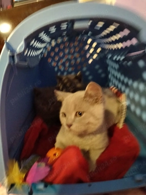 Puiuți British Shorthair Lilac  - imagine 2