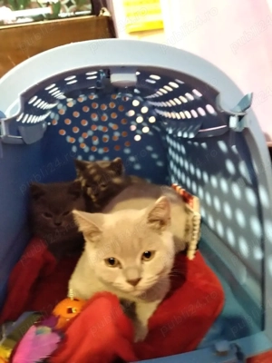 Puiuți British Shorthair Lilac  - imagine 4