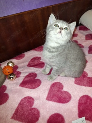Puiuți British Shorthair - imagine 5