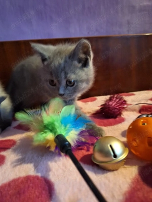 Puiuți British Shorthair - imagine 2