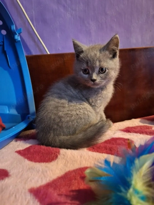 Puiuți British Shorthair - imagine 3