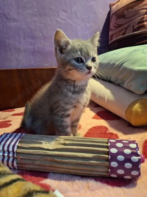Puiuți British Shorthair - imagine 4