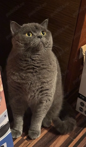 british femela  - imagine 2