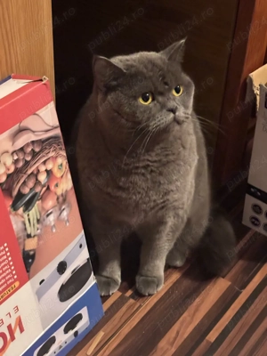 british femela  - imagine 3