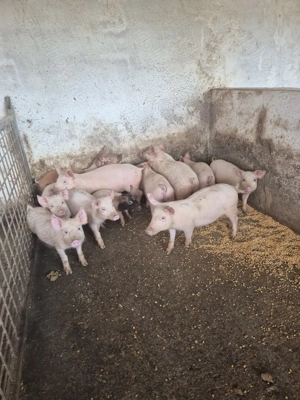 Vand suldei - imagine 2