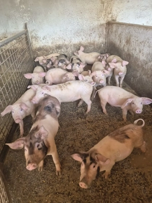 Vand suldei - imagine 3