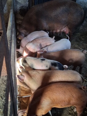 Vând purcei de 8 săptămâni!  - imagine 4