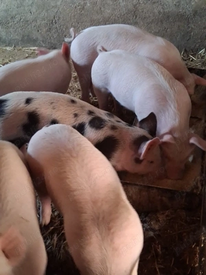 Vând purcei de 8 săptămâni!  - imagine 2