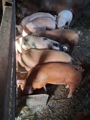 Vând purcei de 8 săptămâni!  - imagine 3