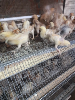 vand pui de acasa - imagine 5