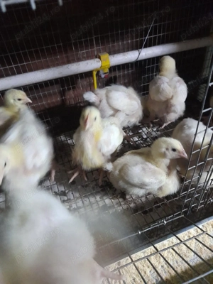 vand pui de acasa - imagine 4