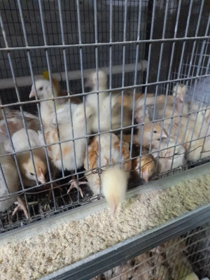 vand pui de acasa - imagine 10