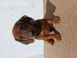 Pui teckel standard par scurt