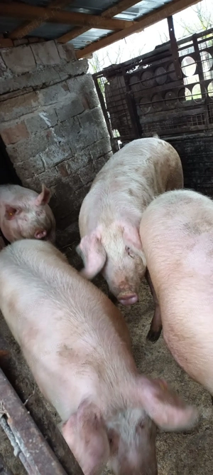 Porci mari de vânzare!  - imagine 3