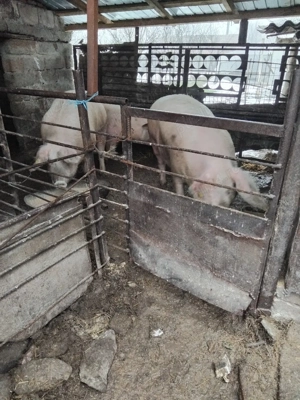 Porci mari de vânzare!  - imagine 4