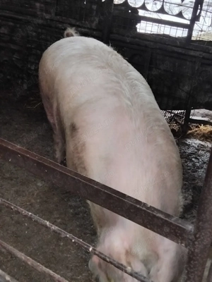 Porci mari de vânzare!  - imagine 2