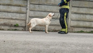 Labrador Retriever cu pedigree FCI