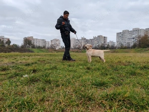 Labrador Retriever cu pedigree FCI - imagine 3