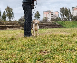 Labrador Retriever cu pedigree FCI - imagine 4