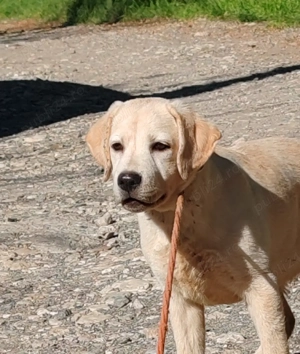 Labrador Retriever cu pedigree FCI - imagine 5