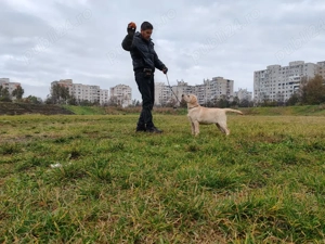 Labrador Retriever cu pedigree FCI - imagine 2