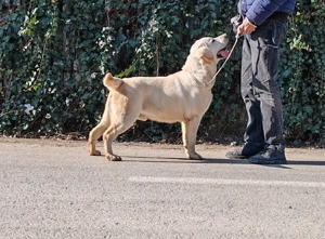 Labrador Retriever Taz - imagine 3