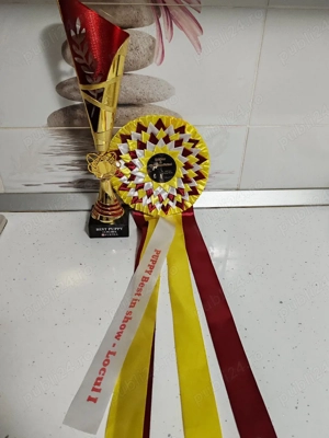 Labrador Retriever Taz - imagine 4