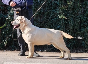 Labrador Retriever Taz - imagine 2