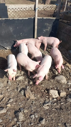 Purcei de vânzare  - imagine 3