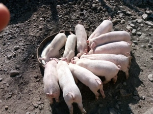 Purcei de vânzare  - imagine 2