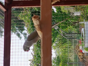 Papagali micul Alexander  - imagine 2