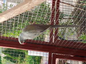 Papagali micul Alexander  - imagine 3