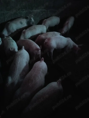 Grăsuni de vânzare Arad 