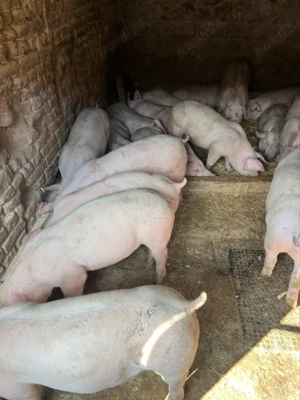 Vand purcei de carne 40-80 kg  - imagine 2