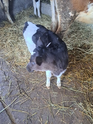 De vinzare  - imagine 4