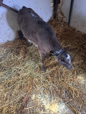 De vinzare  - imagine 3