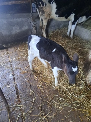 De vinzare  - imagine 2