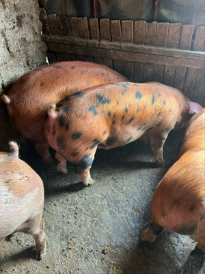 Vand porci rasa de carne 80-190 - imagine 2