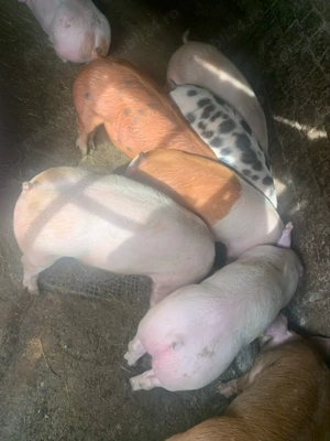 Vand porci de carne! - imagine 2