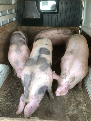 Porci de carne 100-200 kg 