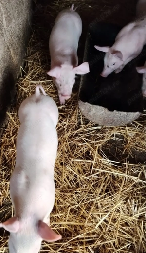 Vând purcei rasa pietrean,6 săptămâni-20-25kg