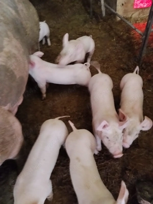 Vând purcei rasa pietrean,6 săptămâni-20-25kg - imagine 3