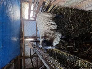 vand berbec suffolk - imagine 3