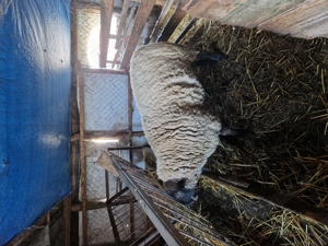 vand berbec suffolk - imagine 2