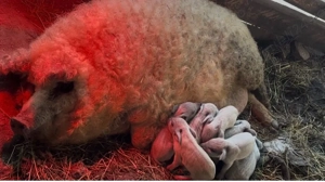 Purcei mangalita  - imagine 2