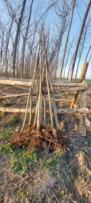Puieti de paulownia