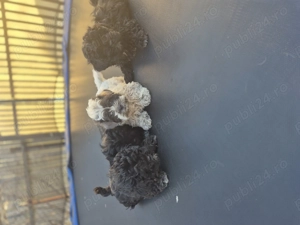 Cațeluși bichoni. - imagine 2