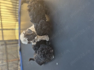 Cățeluși bichon. - imagine 5