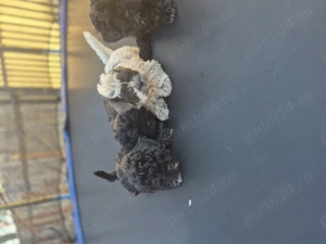 Cațeluși bichoni. - imagine 3