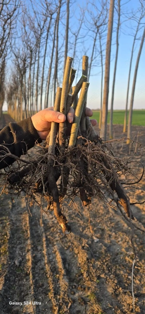 Puieti de paulownia 